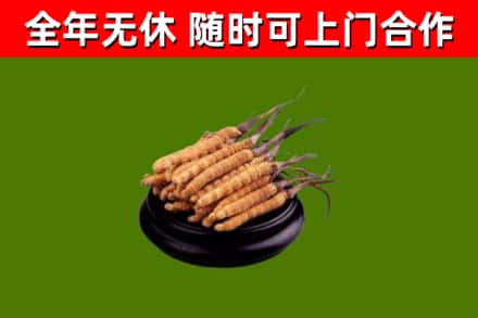 石峰烟酒回收冬虫夏草.jpg