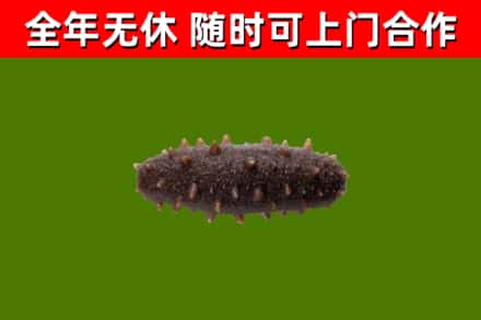 石峰烟酒回收干海参.jpg